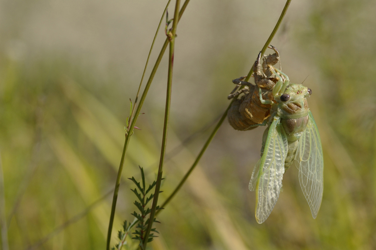 Fasi di sfarfallamento di Cicadidae:  cfr. Tibicina haematodes f.ma viridinervis