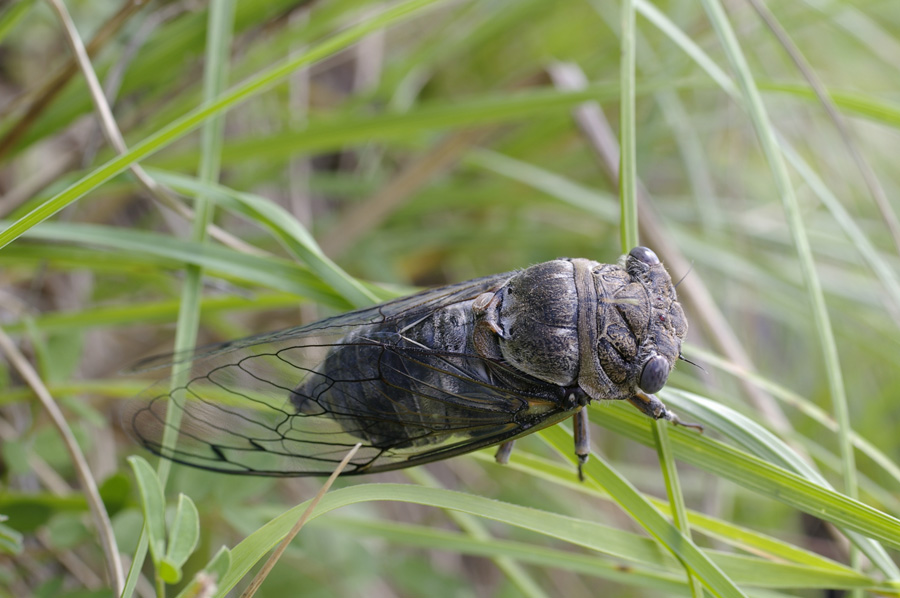 Lyristes plebeius?....Cicadatra atra dall'' Emilia-Romagna