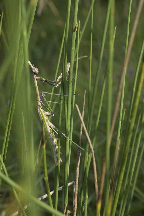 Empusa fasciata? pennata