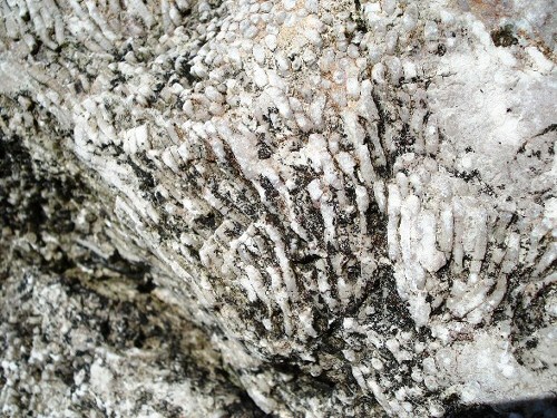 Minerale o fossile