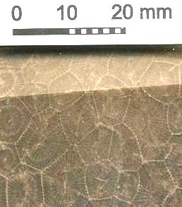 Minerale o fossile