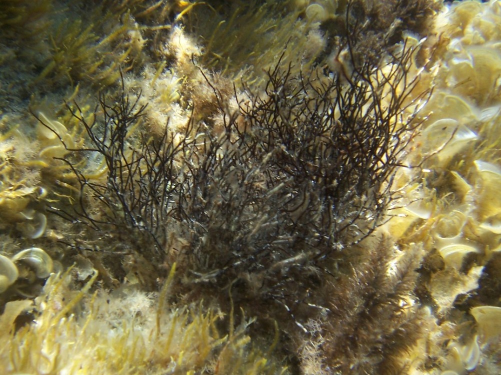Sphaerococcus coronopifolius
