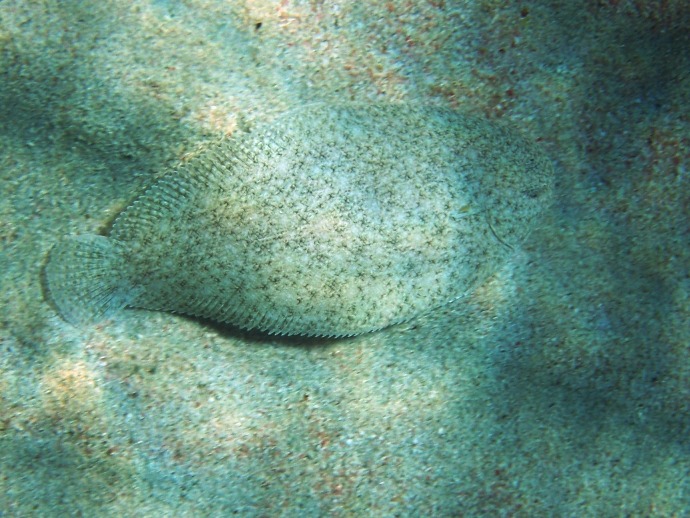 Sogliola