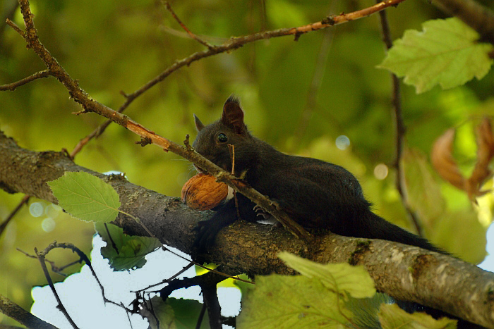 scoiattolo controluce:consigli