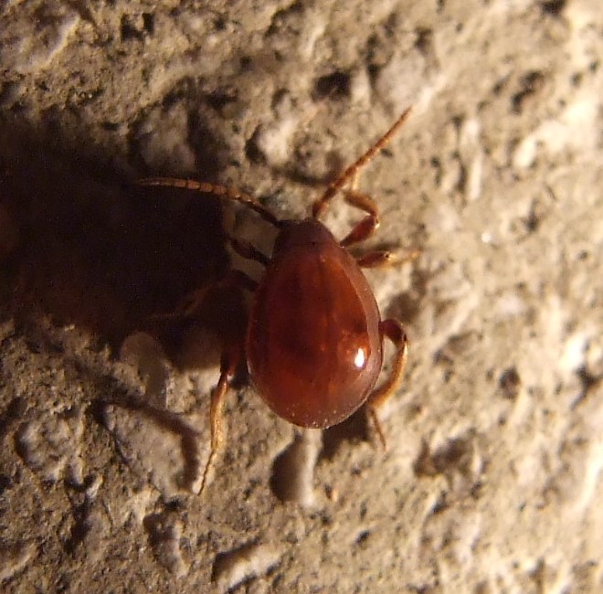 Insetto o zecca?      Insetto!!!  Gibbium sp. (Anobiidae Ptininae)