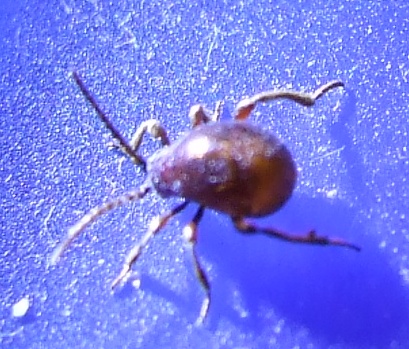 Insetto o zecca?      Insetto!!!  Gibbium sp. (Anobiidae Ptininae)