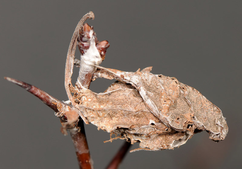 Aporia crataegi