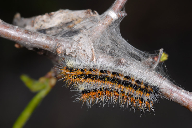 Aporia crataegi