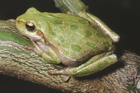 Raganella di colore atipico - Hyla sarda