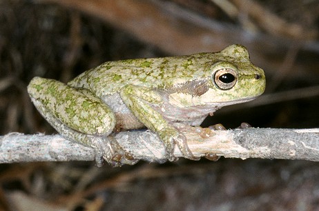 Raganella di colore atipico - Hyla sarda