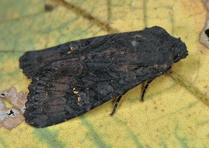 Aporophyla (Phylapora) nigra, Noctuidae