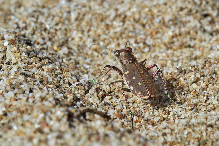 Cicindela