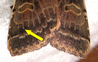 Omphaloscelis lunosa ???