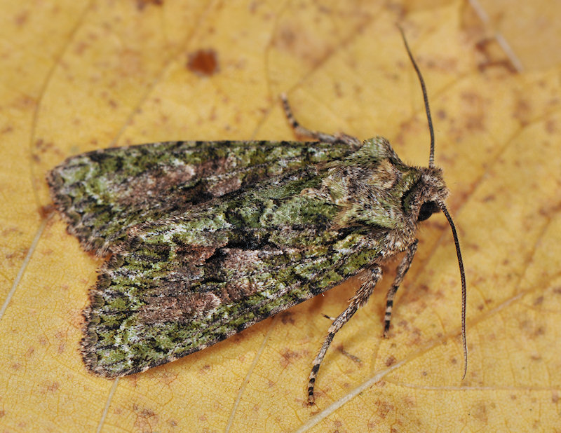 Dryobotodes (Dryobotodes) eremita, Noctuidae