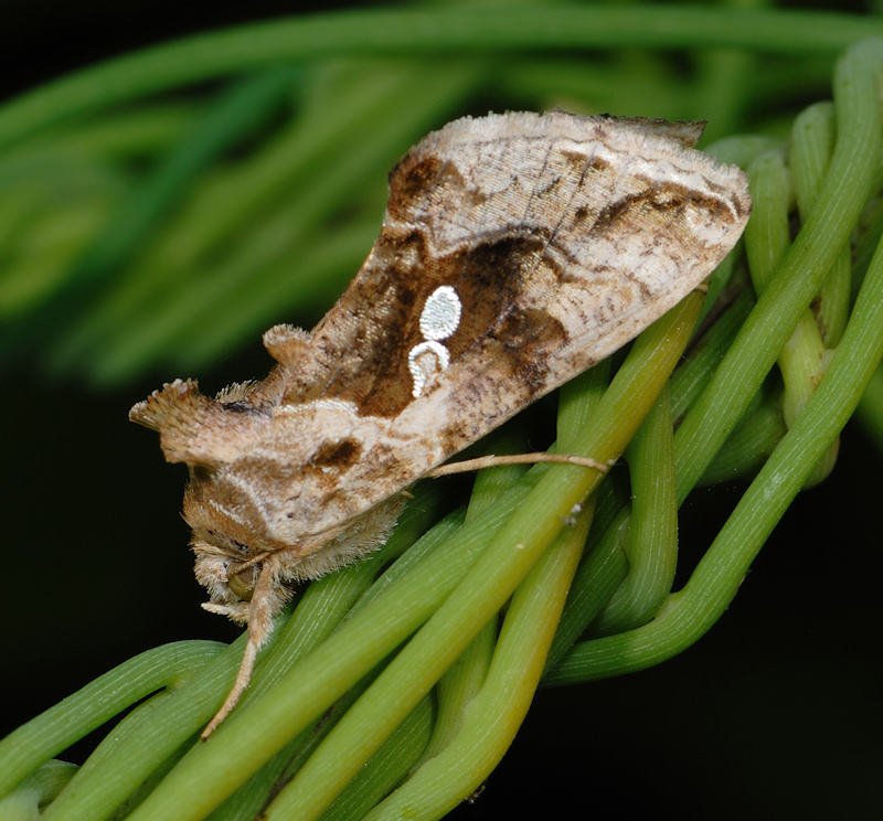 Chrysodeixis chalcites