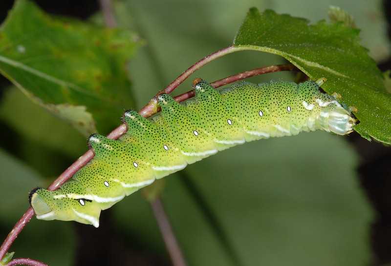 Endromis versicolora