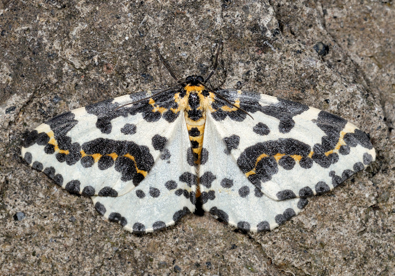 Raro caso di farfalla e bruco con gli stessi colori