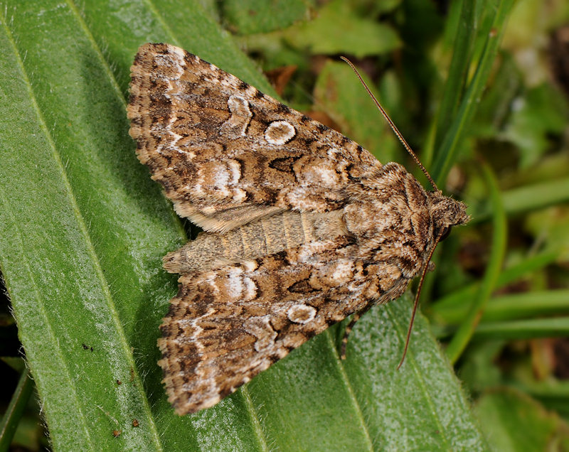 Hadena (Anepia) syriaca, Noctuidae