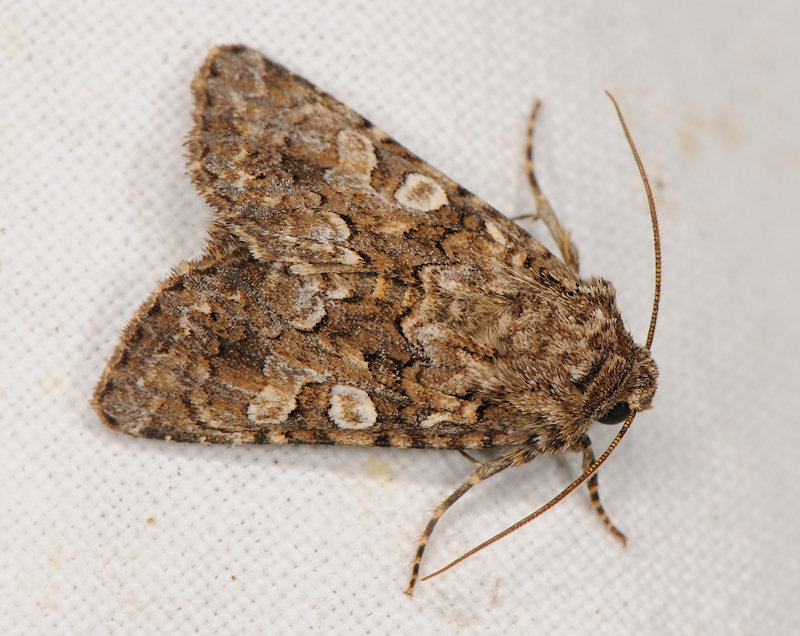 Hadena (Anepia) syriaca, Noctuidae