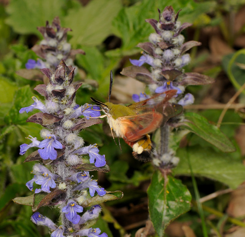 Hemaris fuciformis