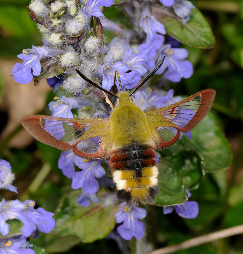 Hemaris fuciformis