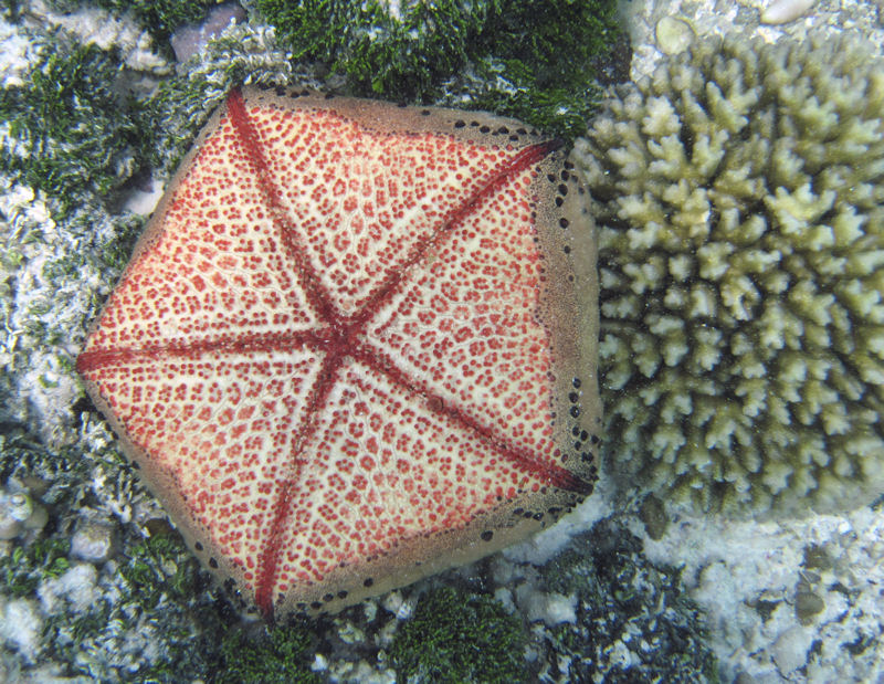 Ritorno alle Seychelles