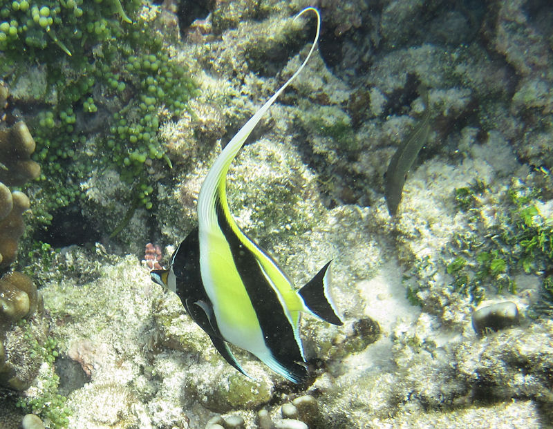 Ritorno alle Seychelles