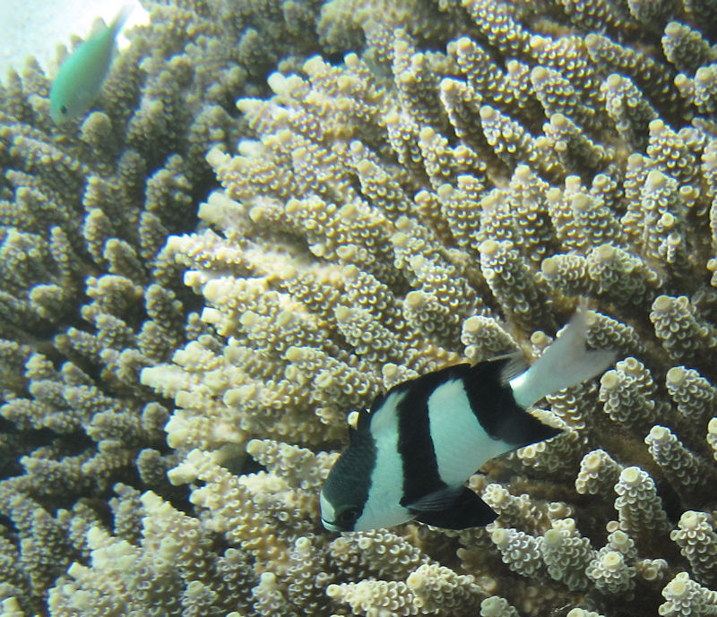 Ritorno alle Seychelles