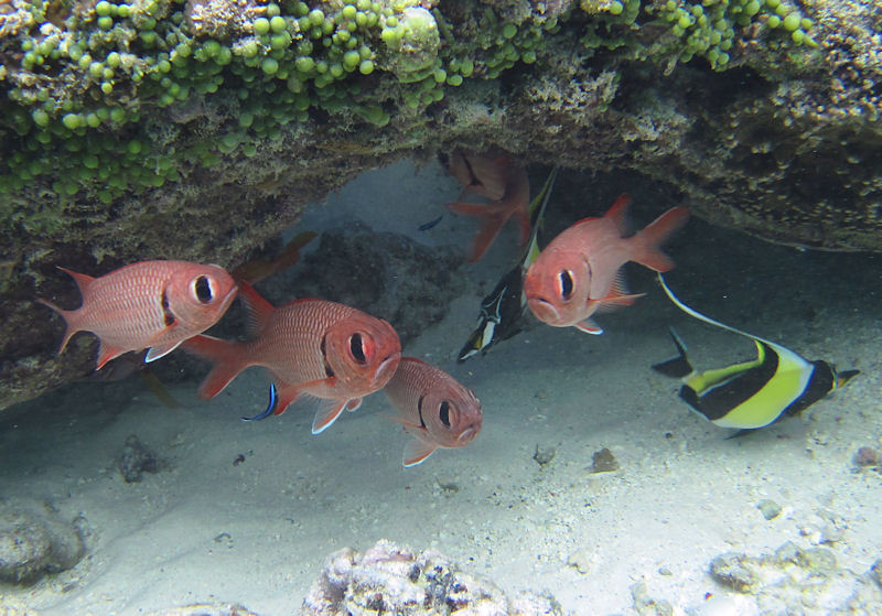 Ritorno alle Seychelles