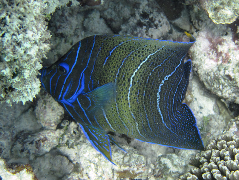 Ritorno alle Seychelles