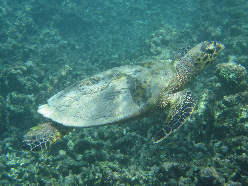 Ritorno alle Seychelles