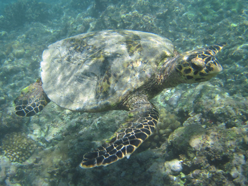 Ritorno alle Seychelles