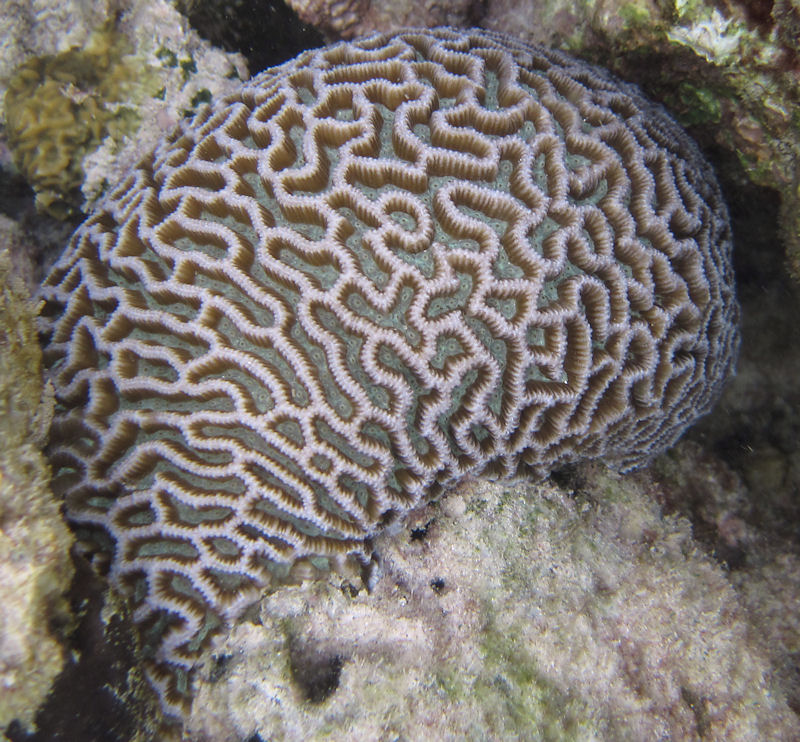 Ritorno alle Seychelles