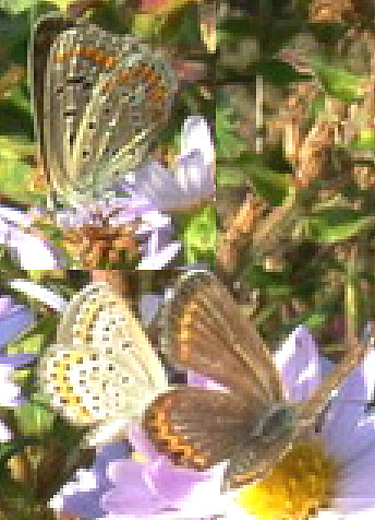 Polyommatus icarus