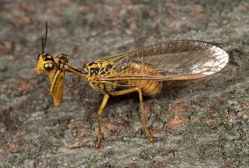 Mantispa aphavexelte