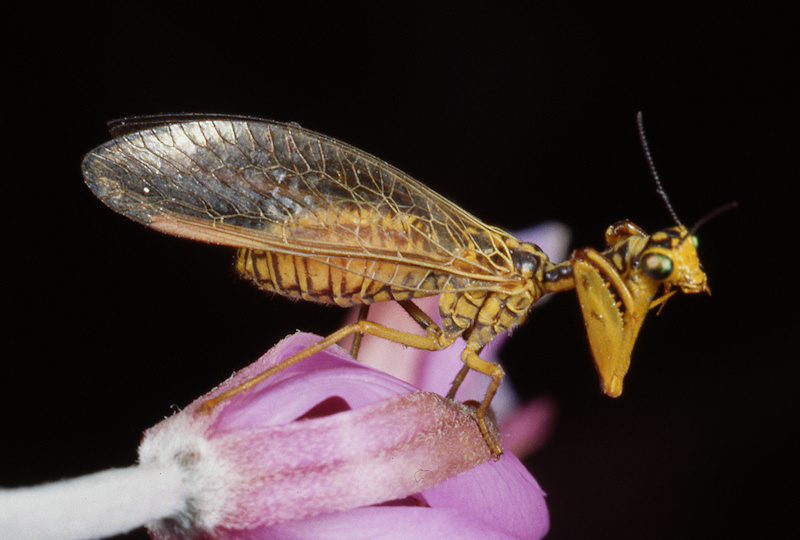 Mantispa aphavexelte