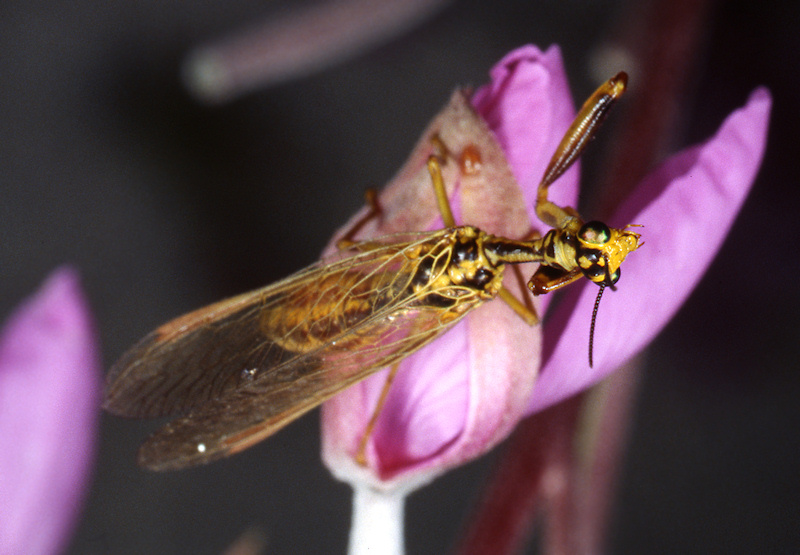 Mantispa aphavexelte