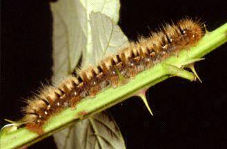 Bruco da determinare - Lasiocampa (Pachygastria) trifolii