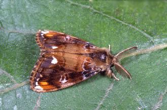 Teia recens (antiqua)