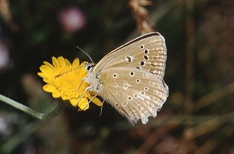 Polyommatus daphnis pallidecolor delle Madonie (PA).