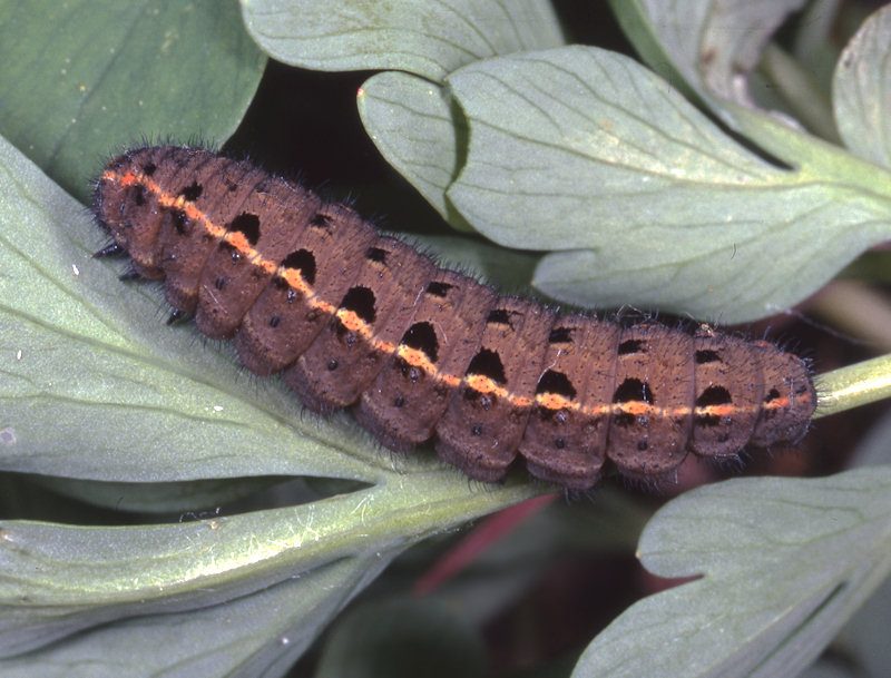 Quesito sulla Parnassius mnemosyne