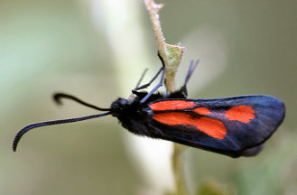Zygaena da identificare...