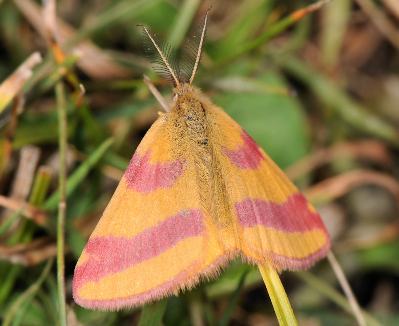 Bruco bicolore di Geometride (Lythria cruentaria)