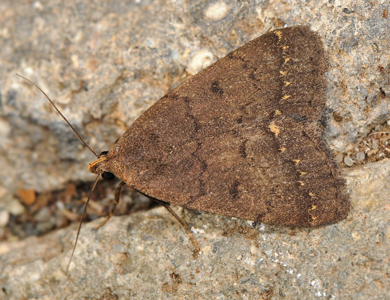 Nodaria nodosalis, Noctuidae