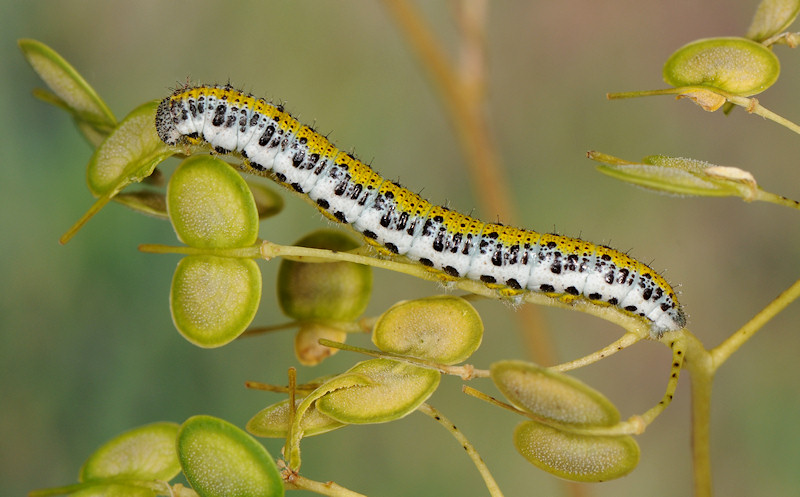 Anthocharis euphenoides