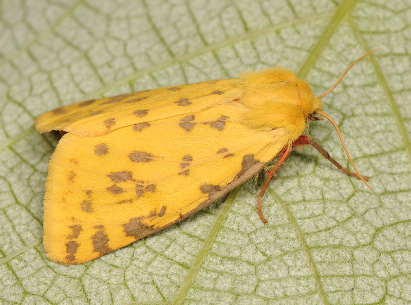 Rhyparia purpurata