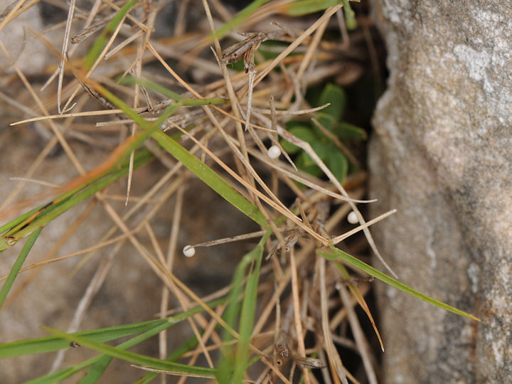 Melanargia galathea  e Melanargia arge