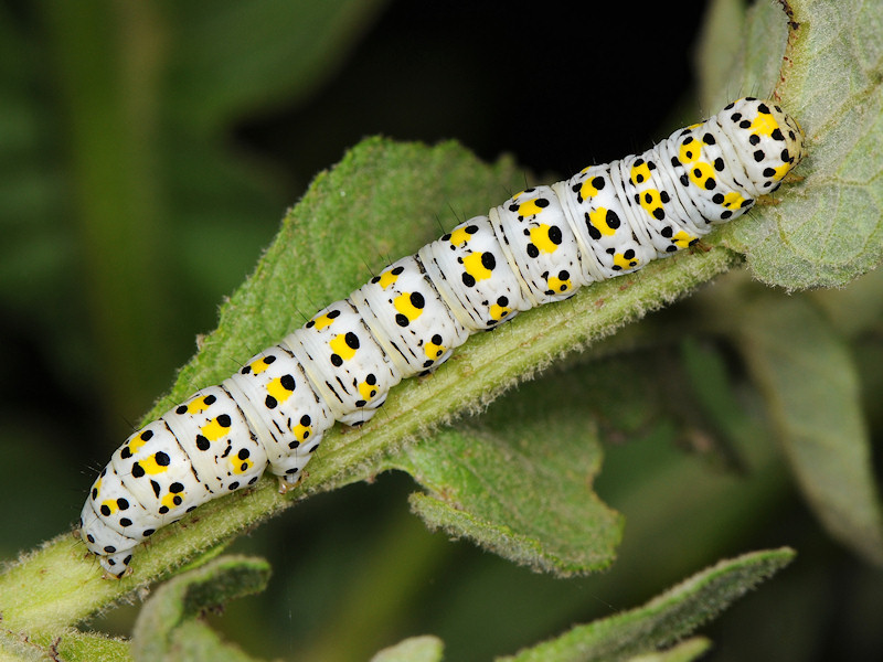 Bruco da identificare: Cucullia (Shargacucullia) lychnitis