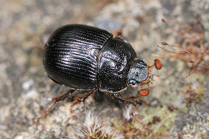 Odonteus armiger e Serica brunnea