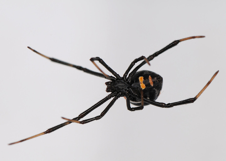 Malmignatta, Latrodectus tredecimguttatus